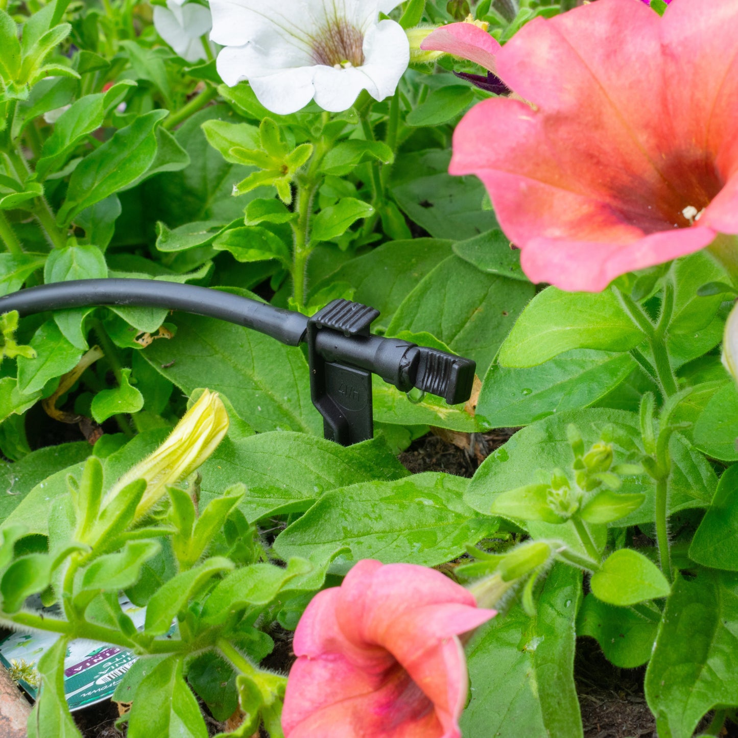 On-spike dripper emitter with angled connector on black irrigation tube