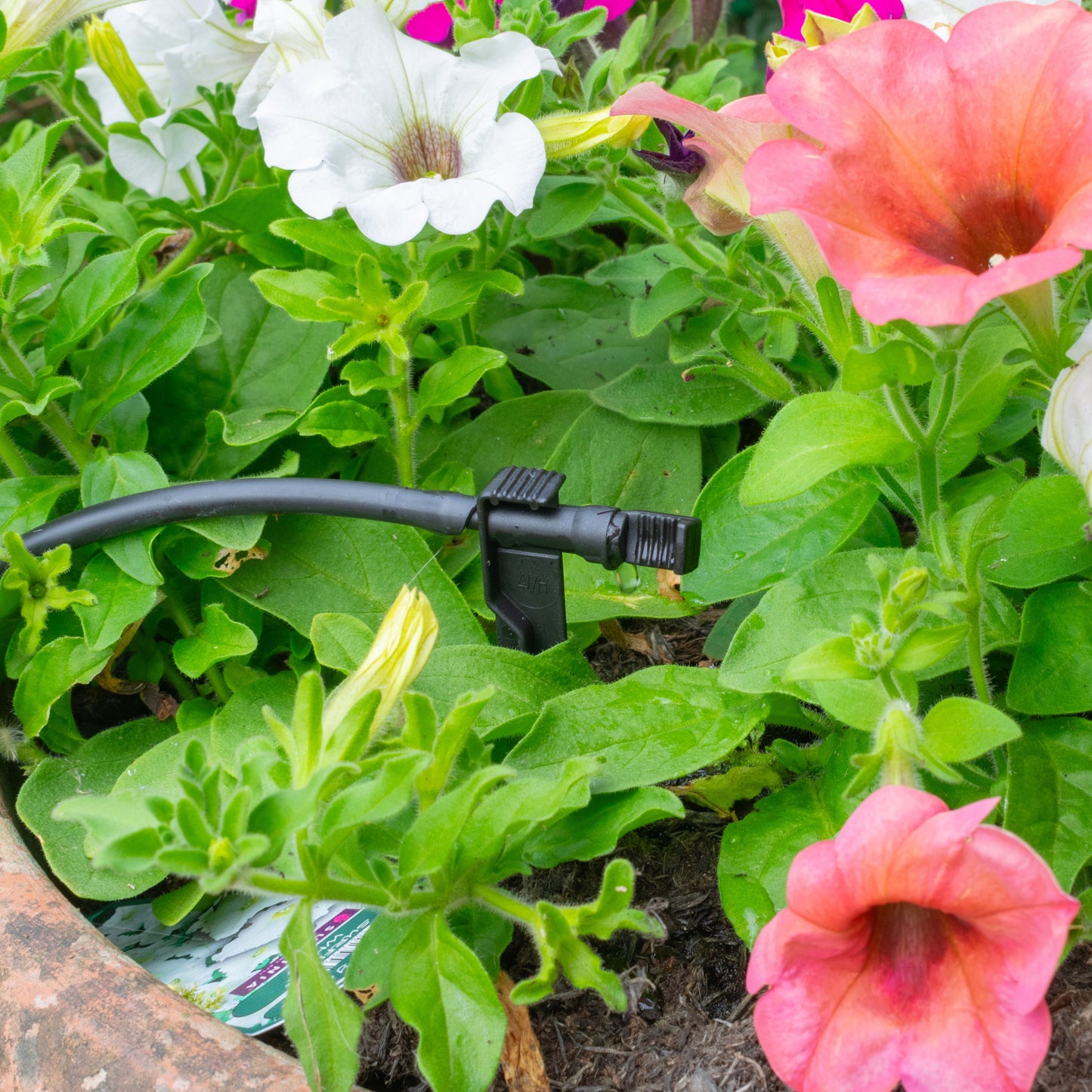 Dripper emitter on spike connected to black irrigation line near garden plants
