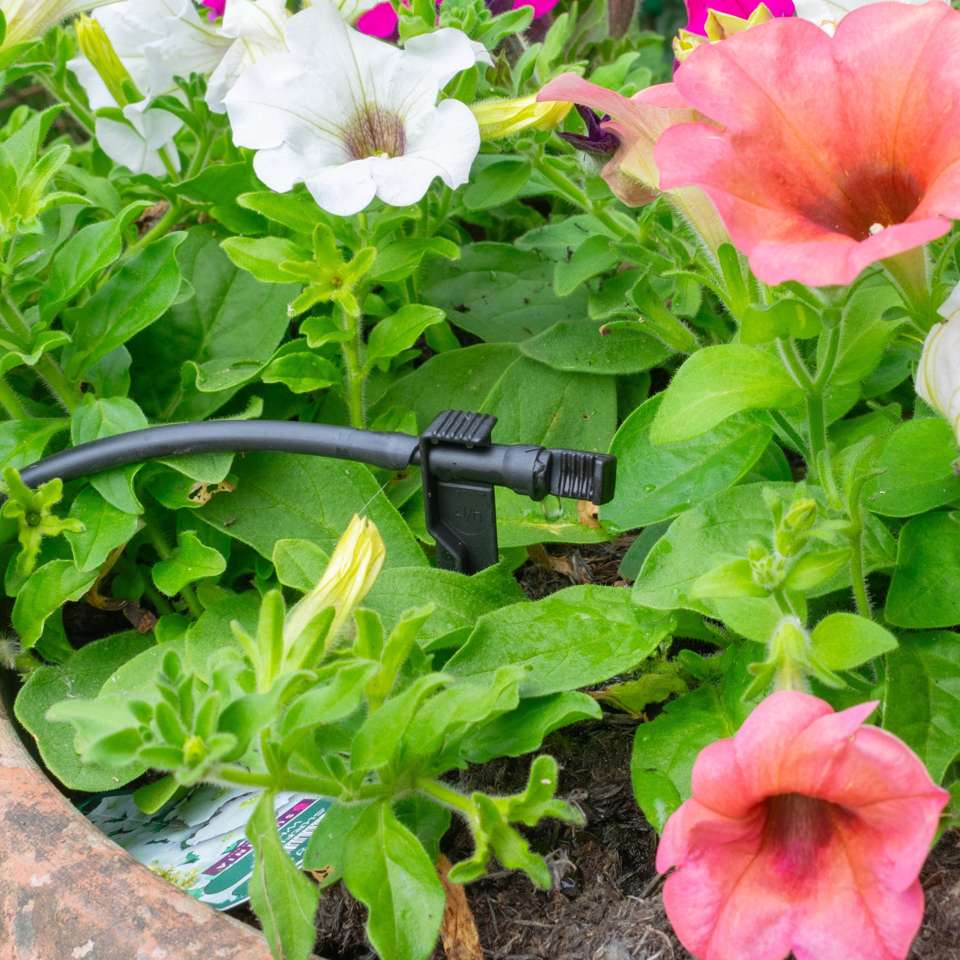 Dripper emitter on spike connected to black irrigation line near garden plants