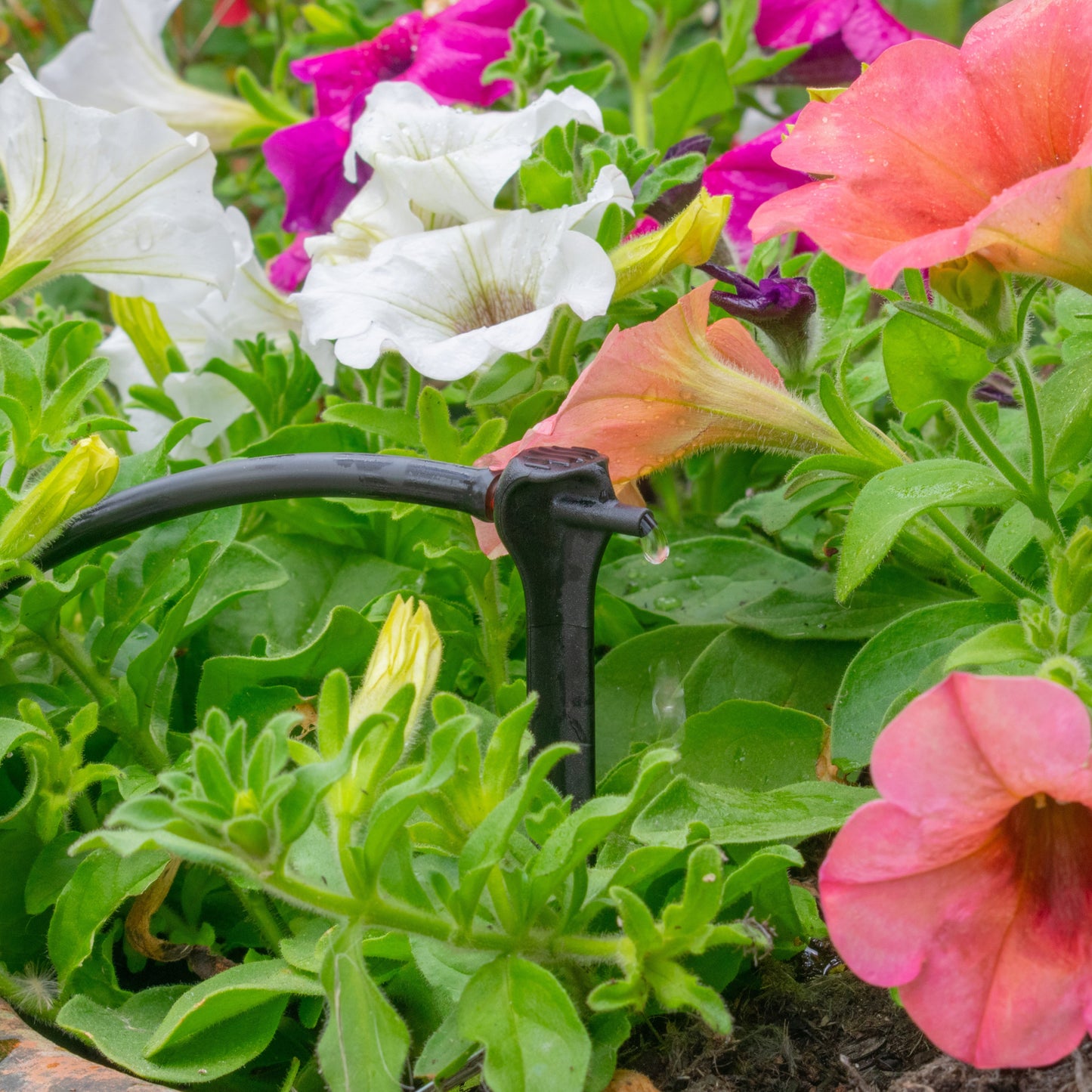 Black drip spike with water release at the nozzle among flowering plants