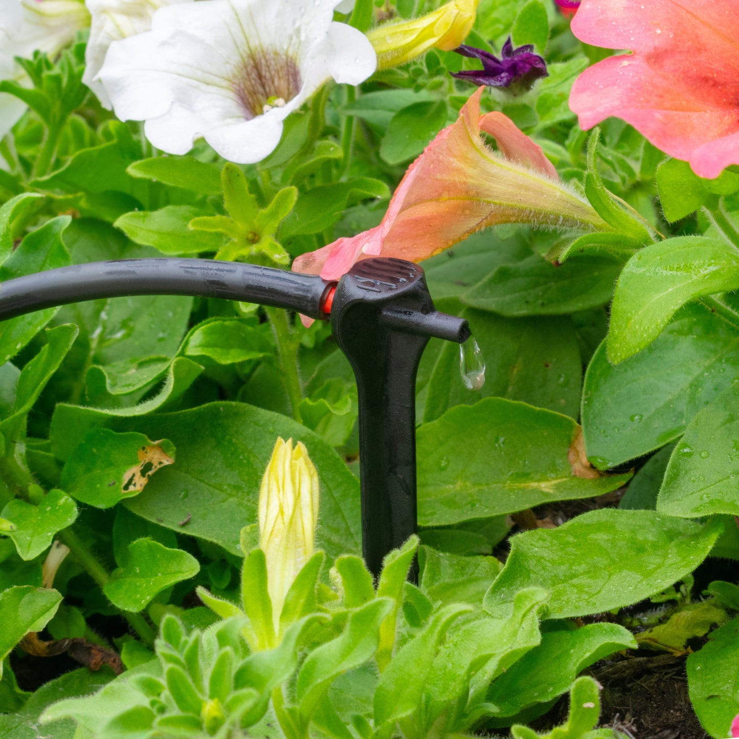 Irrigation spike dripper with red adjustment insert, water droplets on leaves