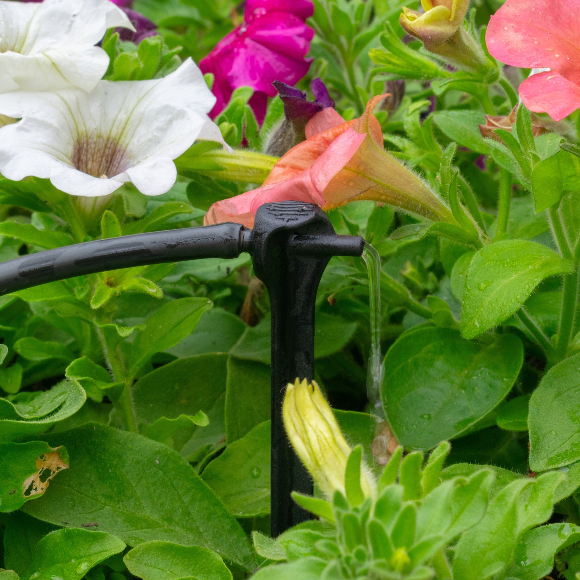 Black spike dripper fitting on irrigation line, water dripping from outlet
