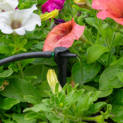 Pressure-compensating drip spike on garden hose near plant leaves