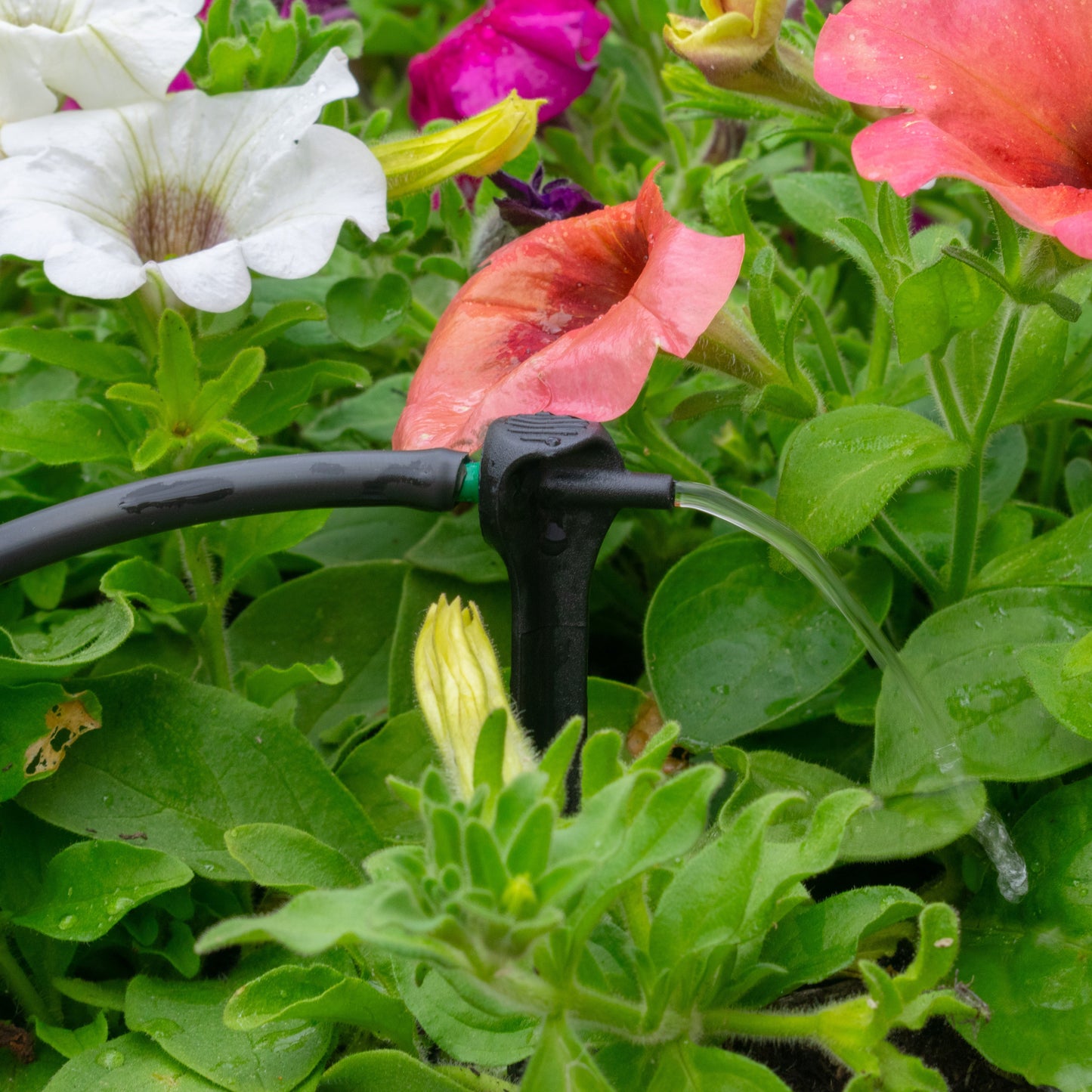 Drip irrigation spike dripper attached to hose with green flow tip