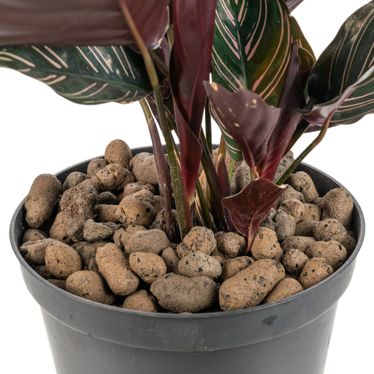 Expanded clay aggregate 8-16mm in pot with plant stems and leaves