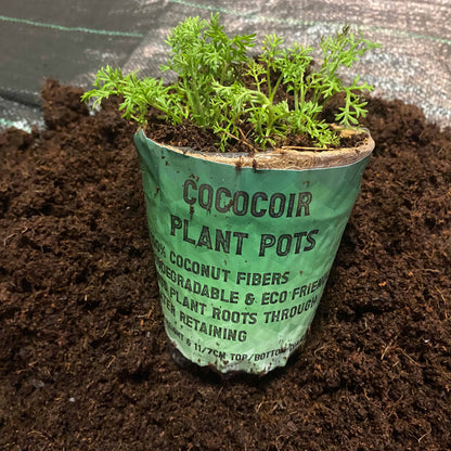 Coco coir plant pot with label and green herb seedling