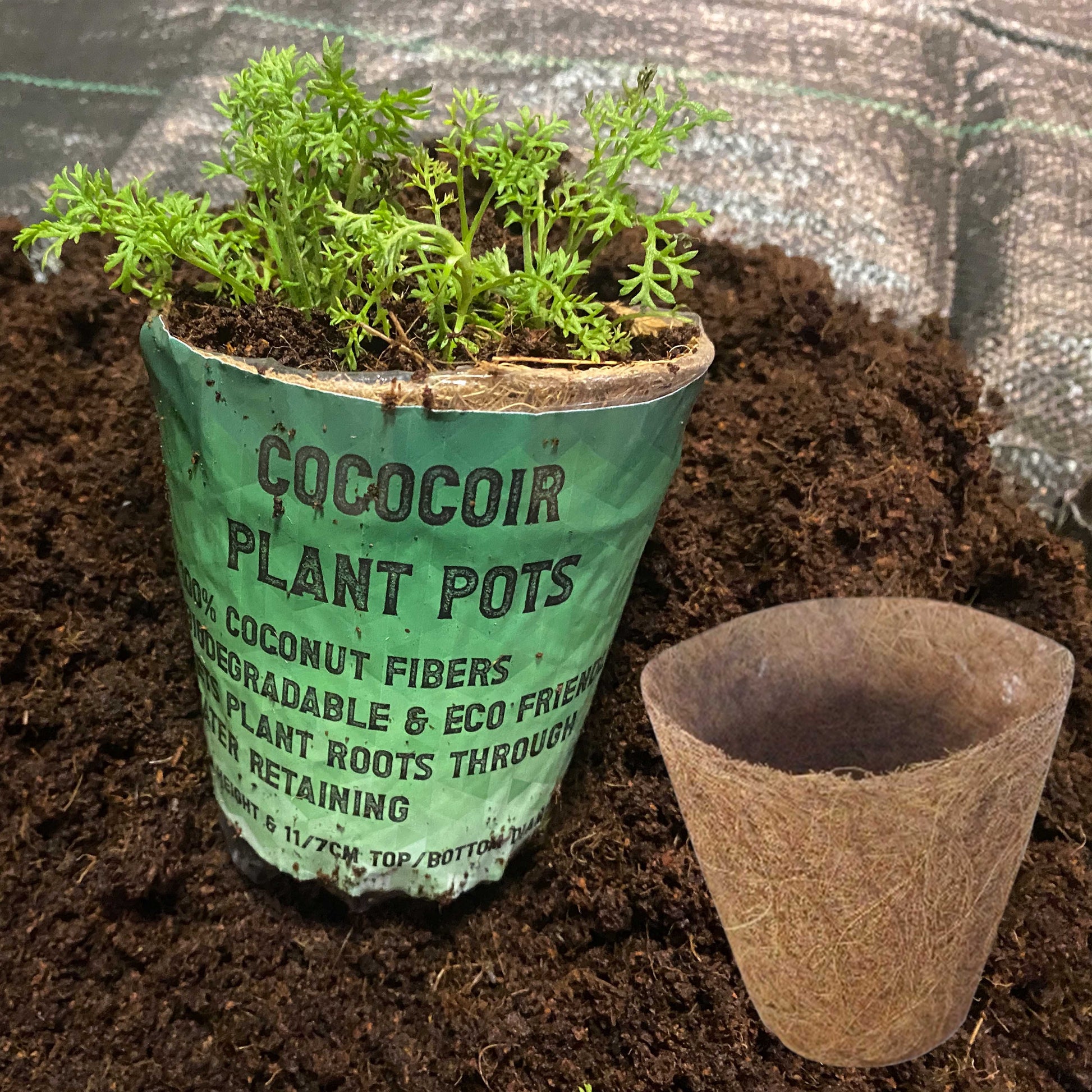 Coco coir plant pot with green sprout in biodegradable coconut-fiber container