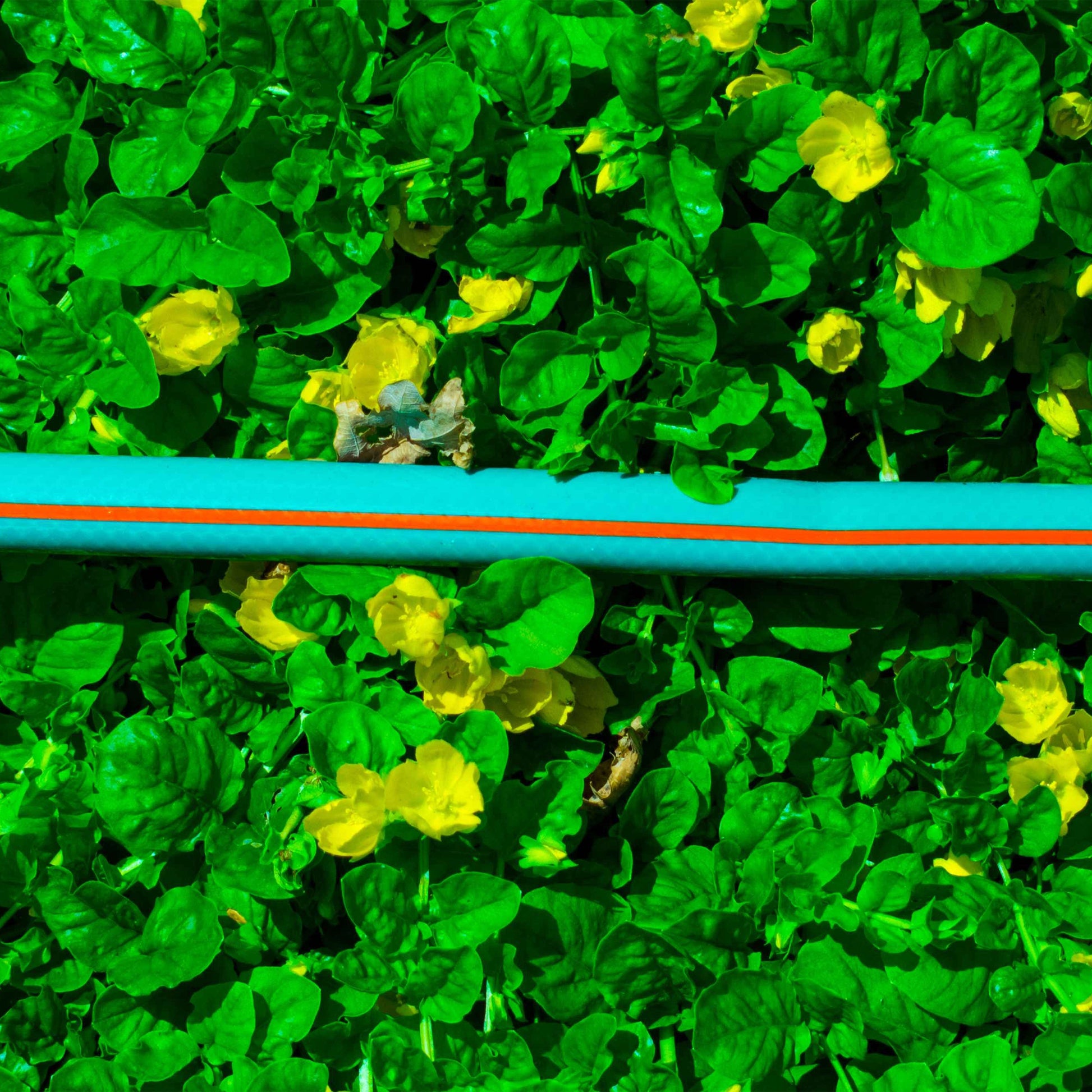 Porous pipe kit section: light blue porous pipe with garden fittings among foliage