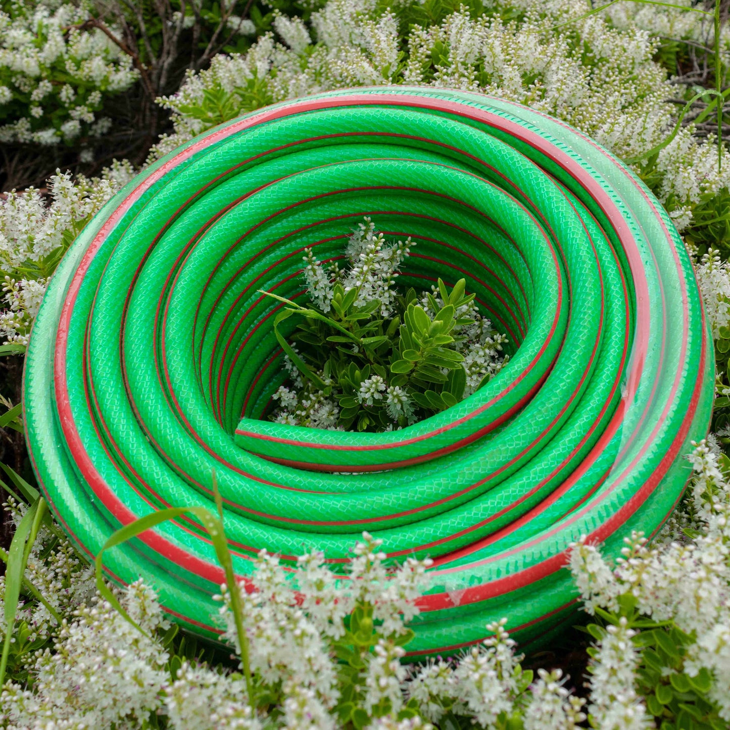 6-layer garden hose, 1/2 in, green coil with red stripe, close-up on loops