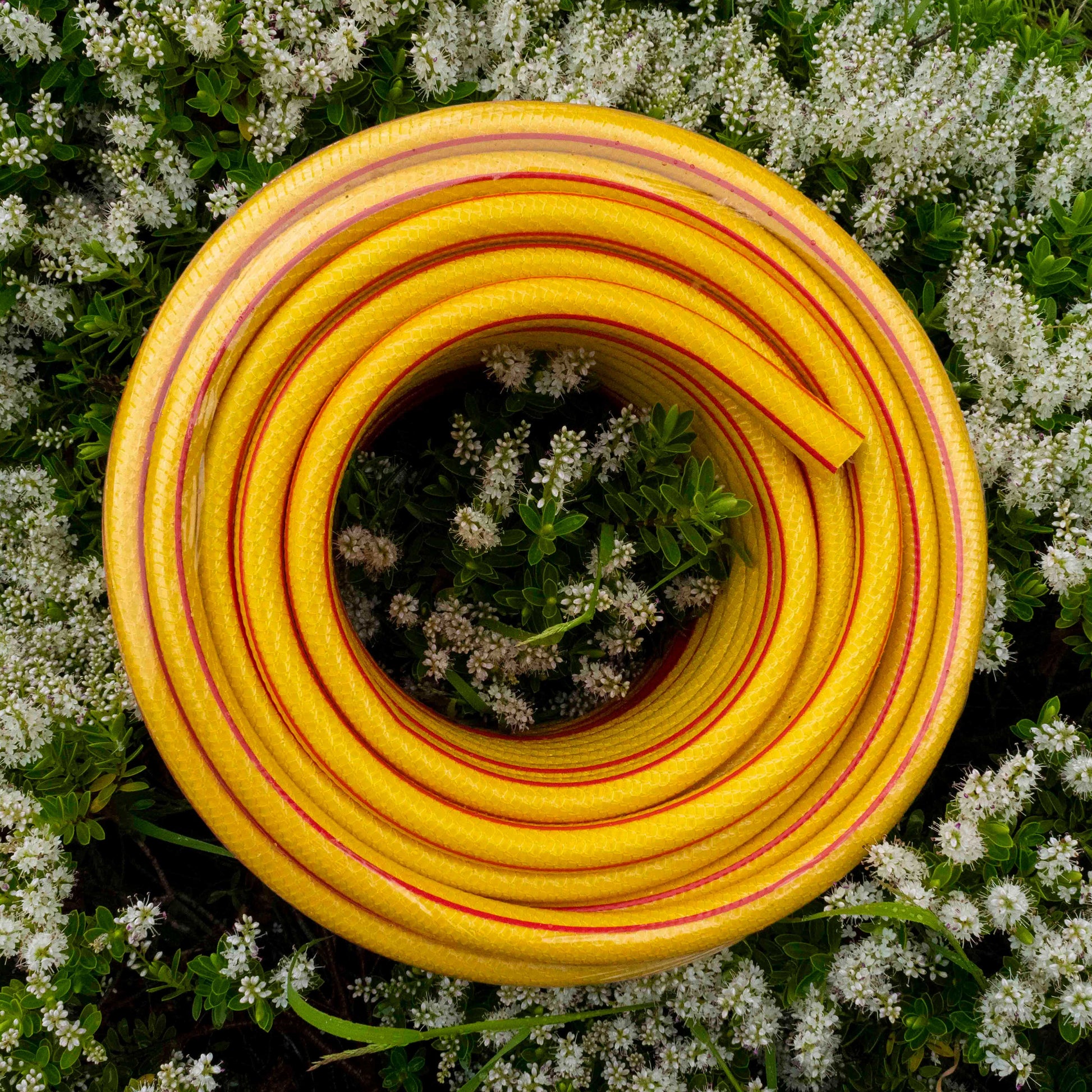 Yellow 6-layer garden hose (1/2 inch) red stripe, neatly coiled loop on itself