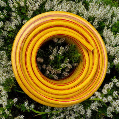 Yellow 6-layer garden hose (1/2 inch) red stripe, neatly coiled loop on itself