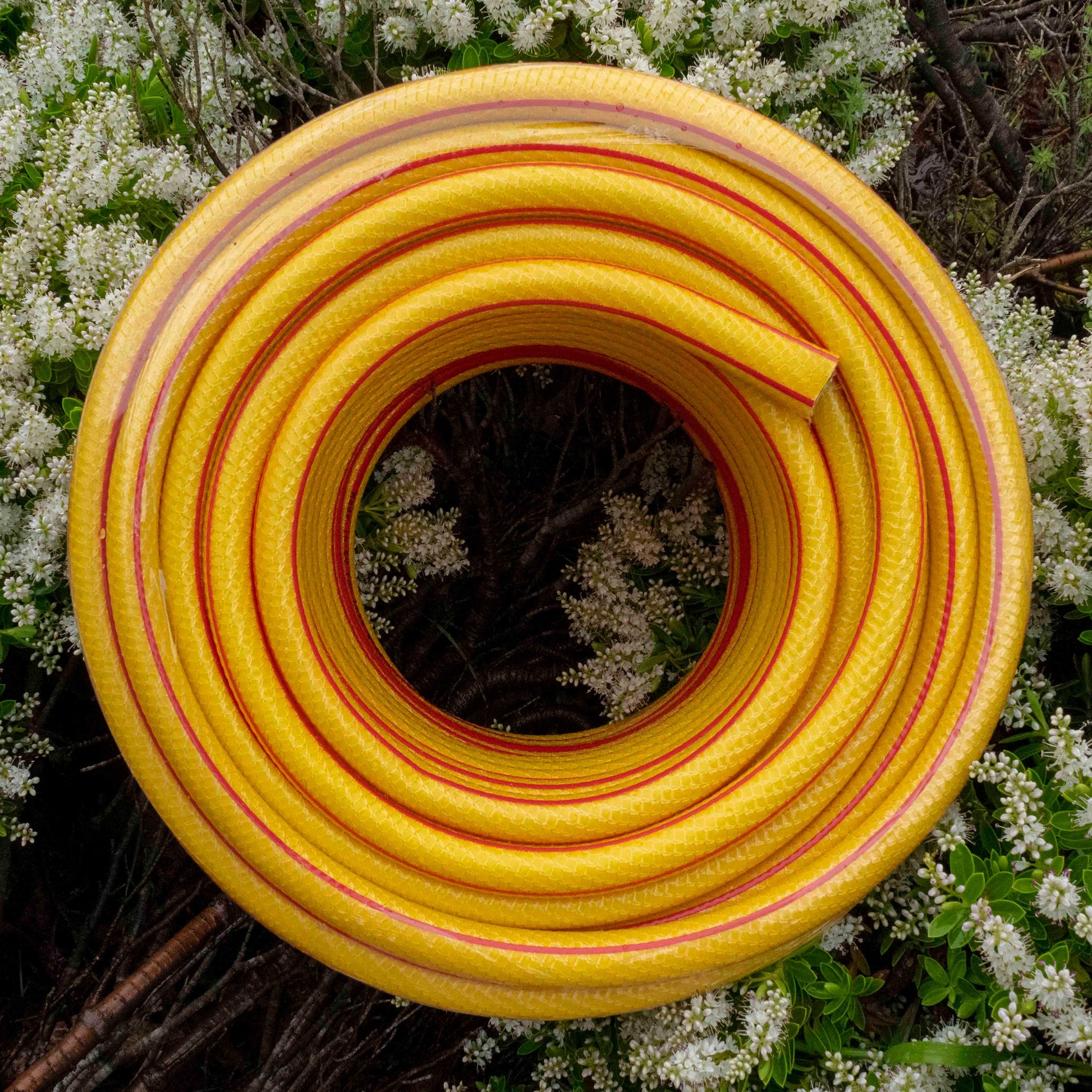 Yellow 6-layer garden hose (1/2 inch) coiled with red edge stripe, full loop view