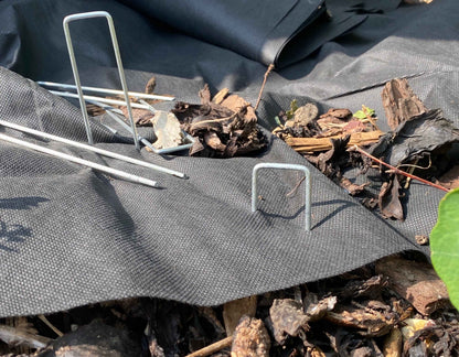 Weed mat staples holding dark fabric edge on outdoor ground