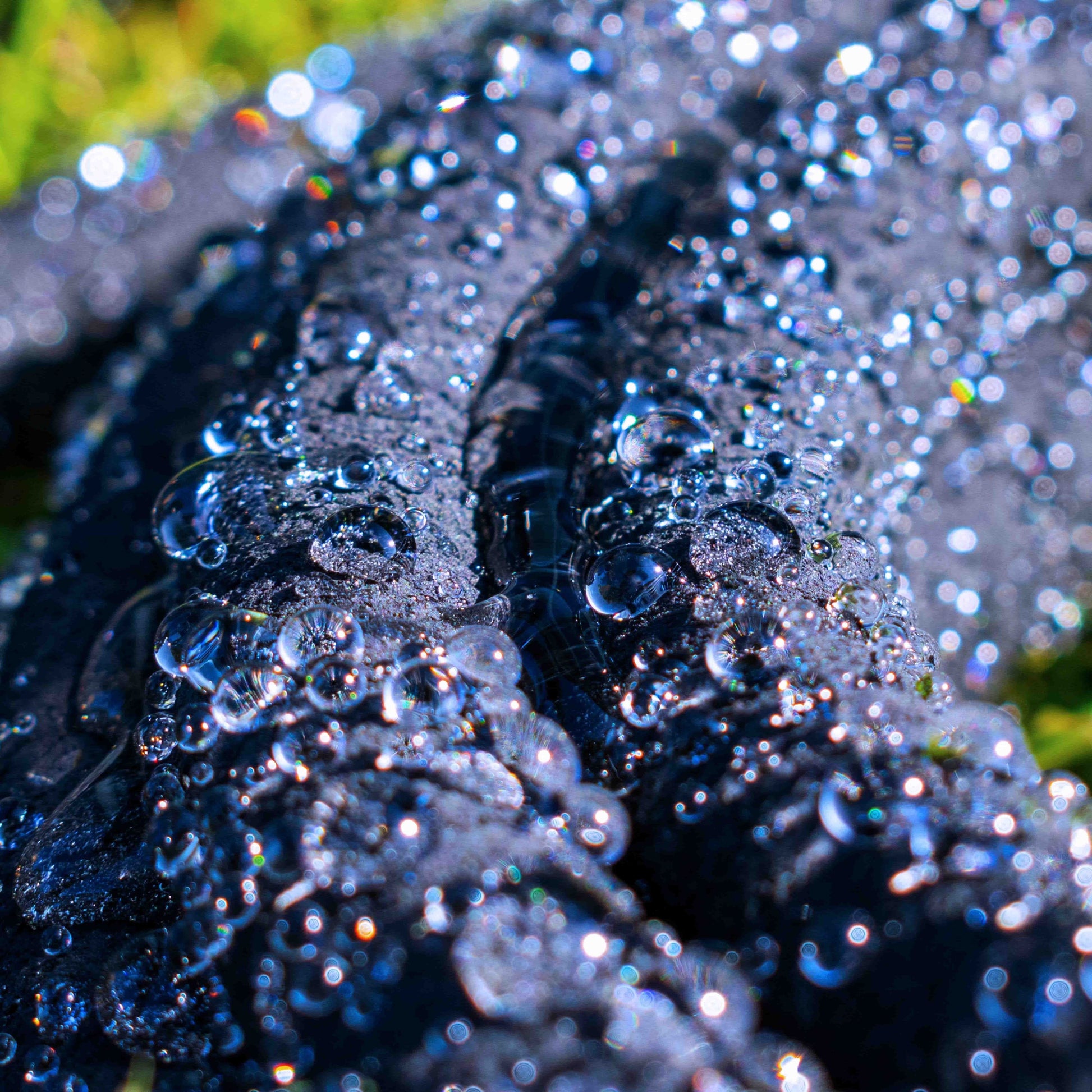 Porous soaker hose covered in water beads, slow irrigation