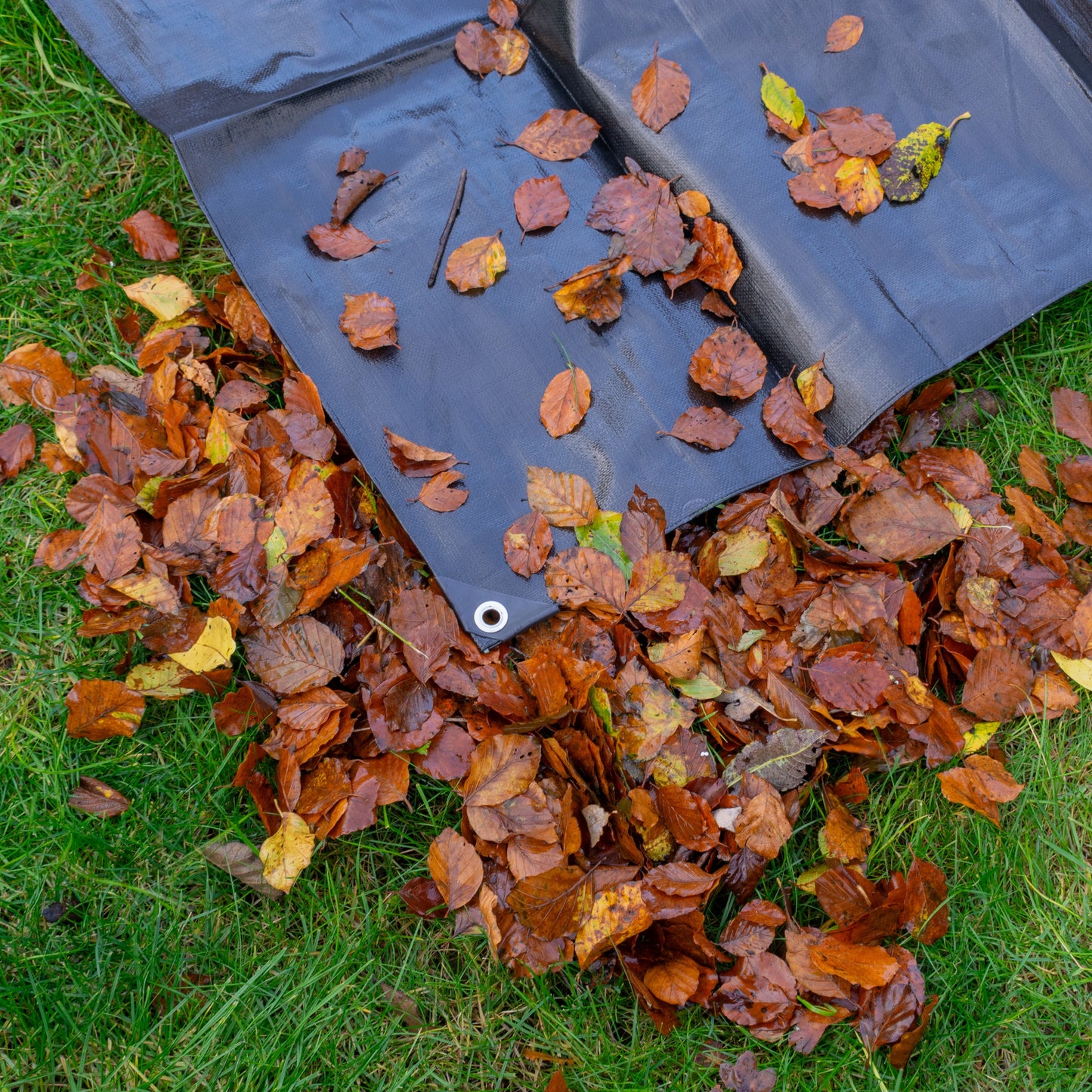 Black tarpaulin corner with silver eyelets, lying among fallen leaves