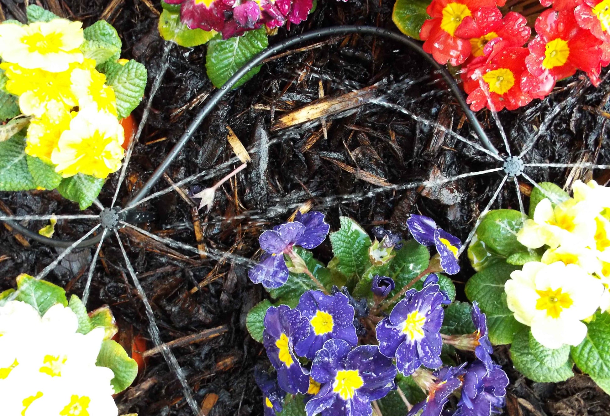 Inline sprinkler hub on spike with radial spray lines amid garden plants